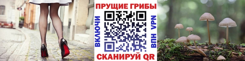 Галлюциногенные грибы Psilocybine cubensis Ликино-Дулёво